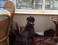 brown dog laying down on floor