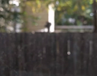 Music Squirrel sits on a wooden fence 