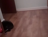 gray cat gets scared when owner makes sound 