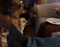 three dogs stare at man on couch eating pizza