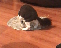 Black and White Cats Play With Toy Under Piece of Cloth
