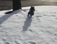 Slowmo Blue Sweater Dog Runs Across Snow Parking Lot