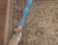 Small brown dog trying to play tug of war with blue rope toy against huge golden retriever