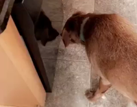 Brown dog staring at itself in front of reflection off of black dish washer