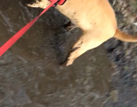 tan dog in red harness enjoys playing in the mud 