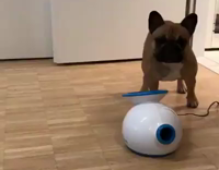 Brown French Bulldog Puts Blue Ball and Objects that Won't Fit Into Fetch Machine