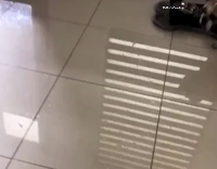 Collab Clips mpugc - Dog laser pointer vase