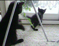 cat playing and jumping on other car