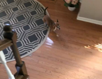 brown dog running around excited to go to starbucks 