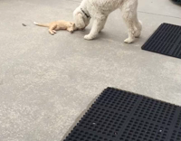 A white labradoodle meets a kitten for the first time 