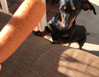 Brown dog steals corndog from owner and runs with it 