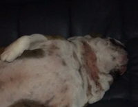 White and Brown Bulldog On Back On Couch Snores