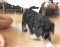 Small shaggy black puppy barks at toy music guitar