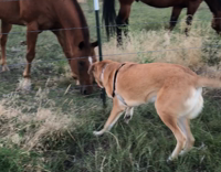 golden retriever looking at brown horses 