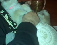 Small tan puppy sits and gets pet by owner  wearing black jacket 