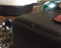 white dog trying to get owners attention by moving its feet