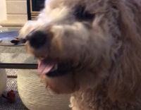 Tan dog listens to owner make farting noises 