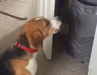 Beagle Whines at Stuffed Toy Elephant