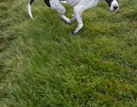 Black and White Dog in Grass Field Chases Apple