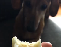 Brown dachshund eating on his owners lap