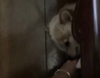 MUSIC hello darkness pulls out white pomeranian dog out from under couch