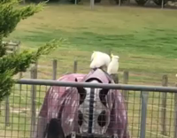 white bird on top of black horses back and flies away