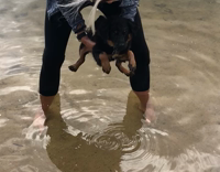black dog learning to swim in lake