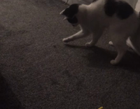 white cat moving hands quickly on rug