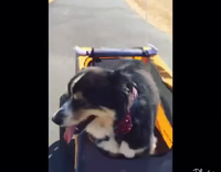 Black dog inside of an orange dog bike stroller