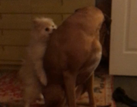 small tan dog tries to hump larger brown dog 