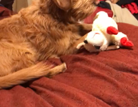 Brown Dog Sits In Bathtub to Get Teeth Brushed with Owner