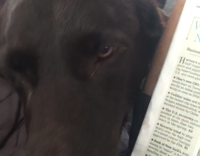 brown dog next to newspaper