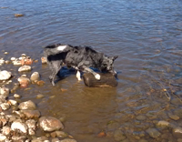 Grey spotted dog rolls log in lake 