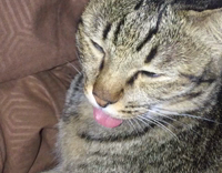 gray cat sticking tongue out and owner touching it
