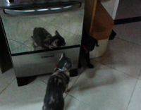 black dog play fighting with gray cat in kitchen