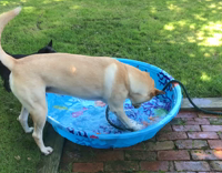 Black Dog Plays Tug Of War With Hose and Swimming Pool