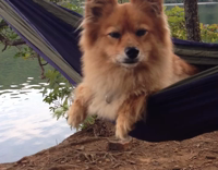 dog swinging on hammock 