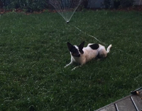 Black and white dog casually chilling on grass in front of sprinkler