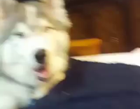 gray husky hitting camera with paw