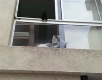 Black cat just hanging out outside of window