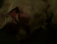 dog sleeping with mouth opened 