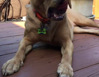 golden dog sitting next to fan with tongue out