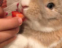 white bunny eating strawberry on owners lap