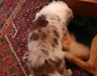 white dog playing with bigger dog on carpet 