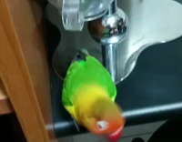 Parrot Grabs ToothPick While On Man's Finger