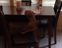 Brown dog trying to get a bite of food out of tupperware on wooden table