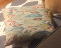 Brown chihuahua humps small pillow on black white patterned rug