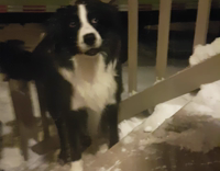 Two black and white dogs trying to go up wooden stairs are scared of snow shovel
