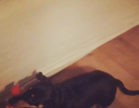brown and black dog playing tug of war in living room 