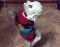 White Dog in Red Sweater Begs For Treat on Tile Floor